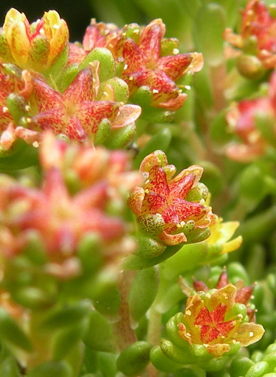 Sedum alpestre /  Borracina alpestre